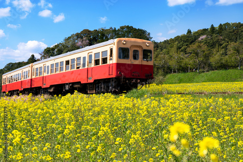 A train running through a field of rape blossoms in spring at Chiba in Japan