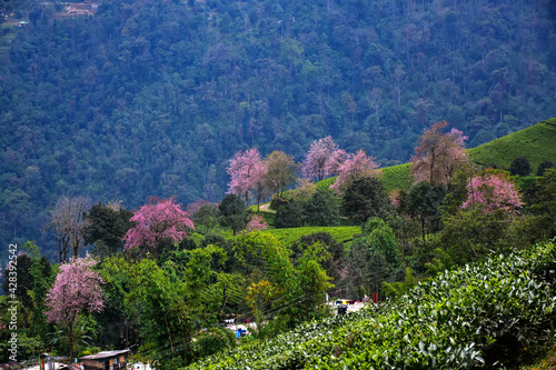 Temi Tea Estate Nestled in Ravangla, Sikkim photo