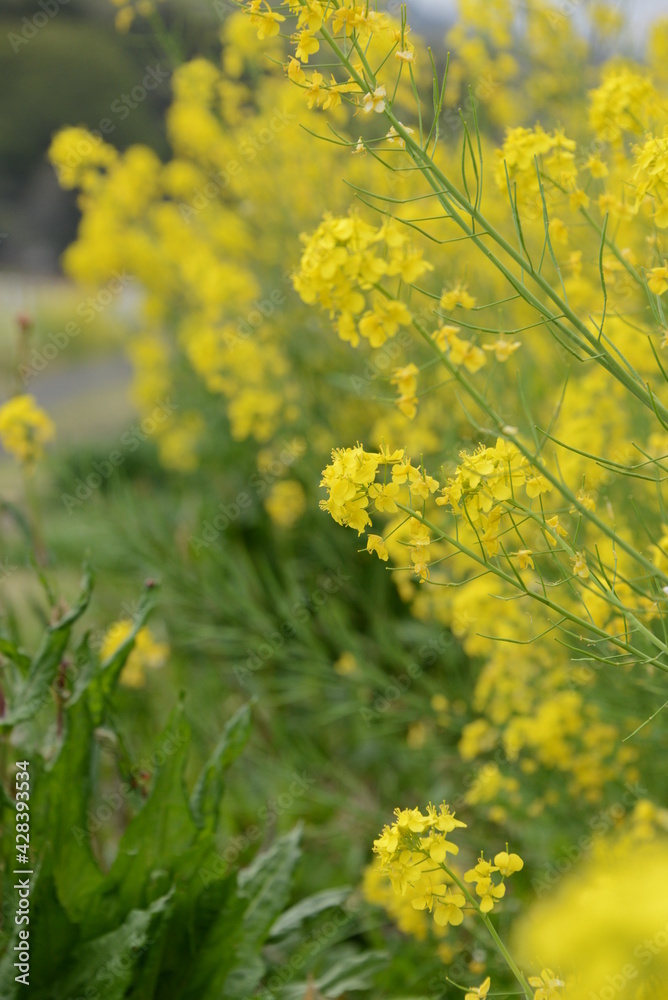 春の風物詩　土手に播種した菜の花の美しい風景