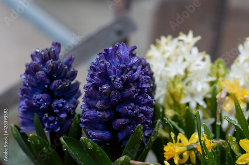 rain drops on blue blossoms of a hyacinth