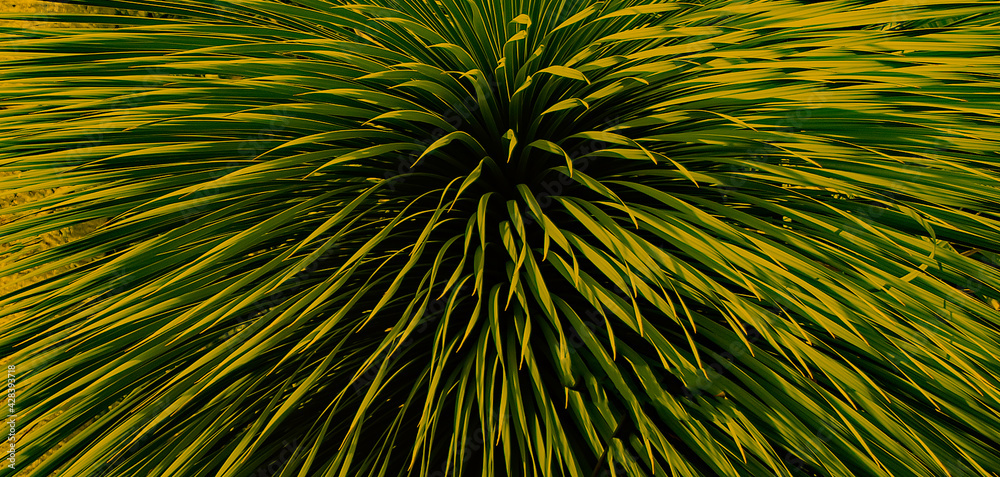 Obraz premium Kakteengewächse, Cactus plants 