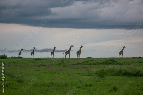 Giraffe family in alert in rainy season in Masai Mara Game Reserve of Kenya, East Africa.