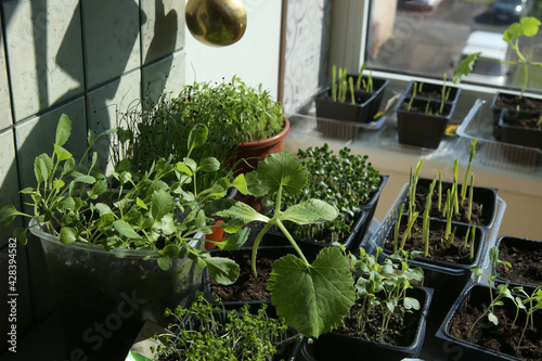 Obraz na plátně Young vegetable seedlings in pots on windowsill
