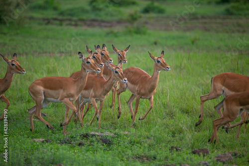 Impala antelope herd in alert in Masai Mara Game Reserve of Kenya, East Africa...