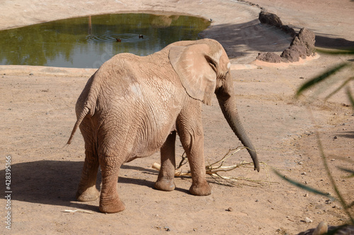 elefante macho