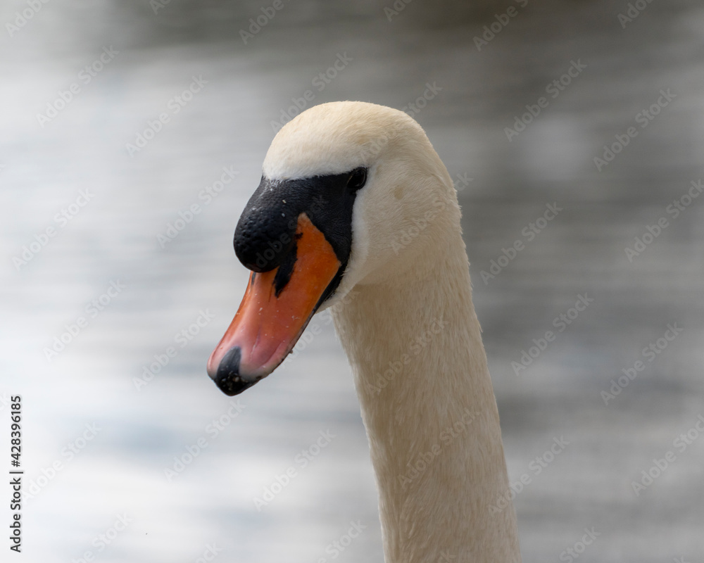 Close up of a swan Close up of a swan