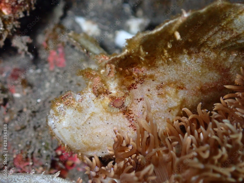 White leaf scorpion fish in Reunion island White leaf scorpion fish in Reunion island