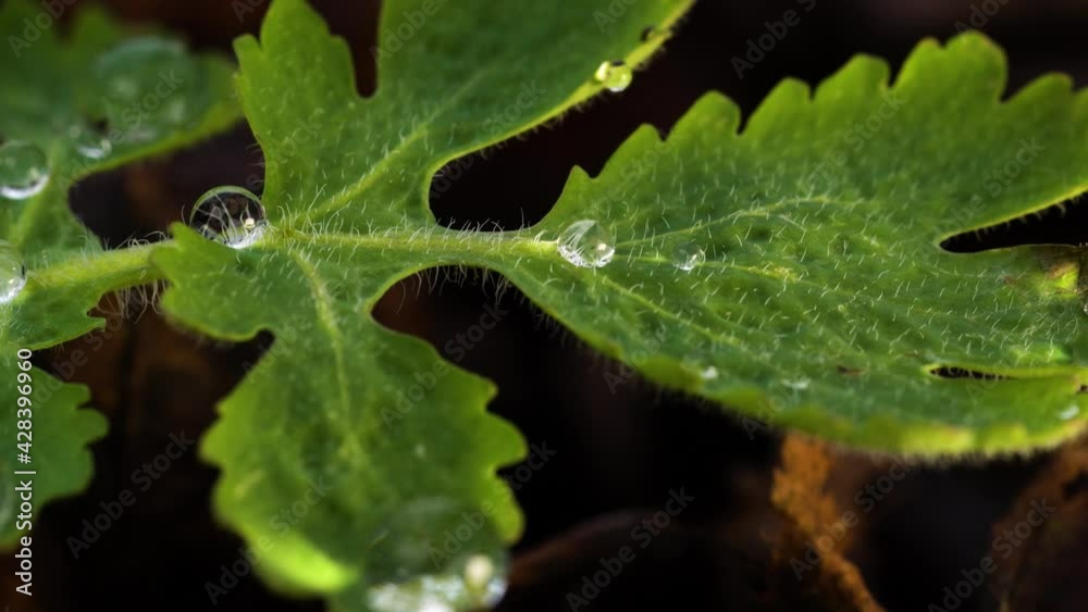 Young leaf of wild greater celandine decorated with dewdrops. Macro, slide from right to left. Young leaf of wild greater celandine decorated with dewdrops. Macro, slide from right to left.