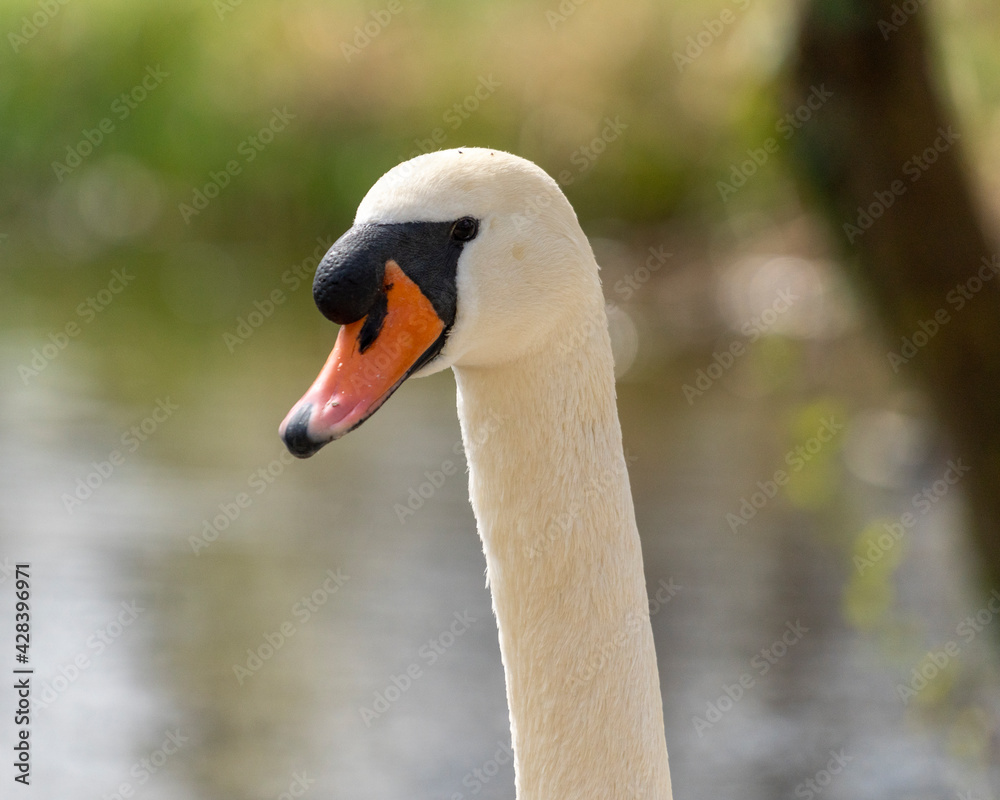 Close up of a swan Close up of a swan