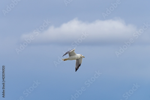 Yellow-legged gull in flight in cloudy blue sky
