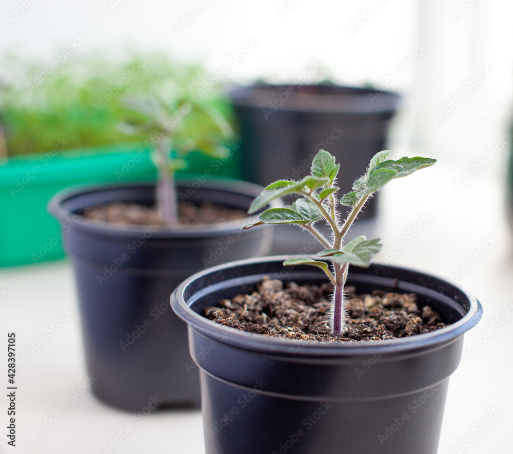 Close-up of seedlings of green small thin leaves of a tomato plant in a container growing indoors in the soil in spring. Seedlings on the windowsill