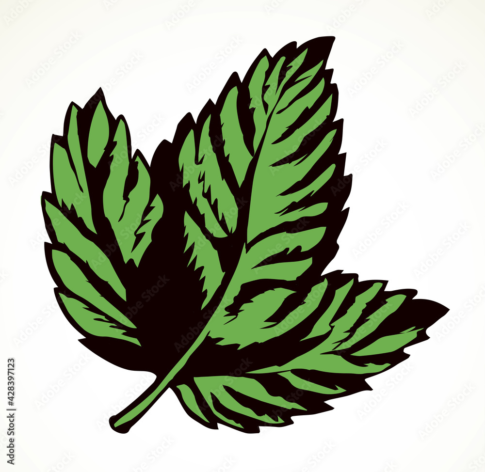 Large vine leaf. Vector drawing Large vine leaf. Vector drawing