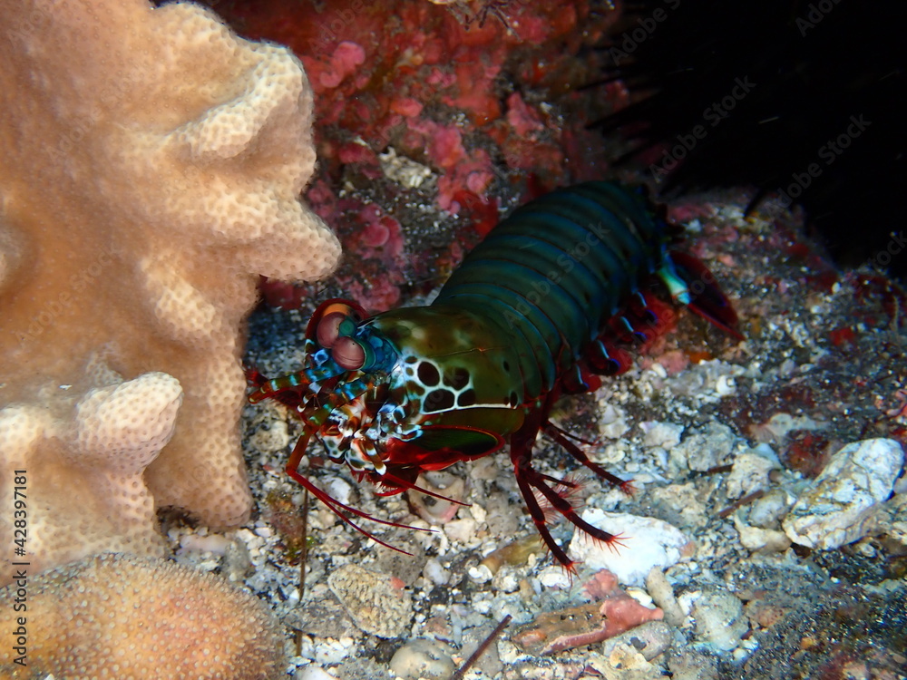 Colorful mantis shrimp in Reunion island Colorful mantis shrimp in Reunion island