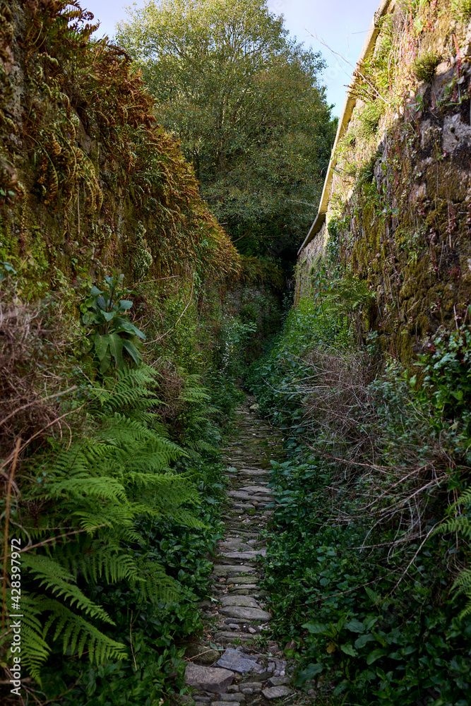Narrow path between two stone walls with vegetation Narrow path between two stone walls with vegetation