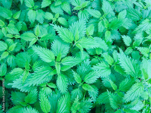Young spring nettle. Nettle overgrown in spring.