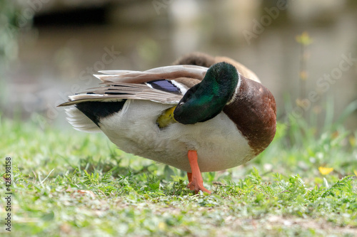 Close up of a duck in the morning in a park