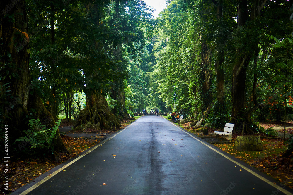 Fototapeta premium road in the forest
