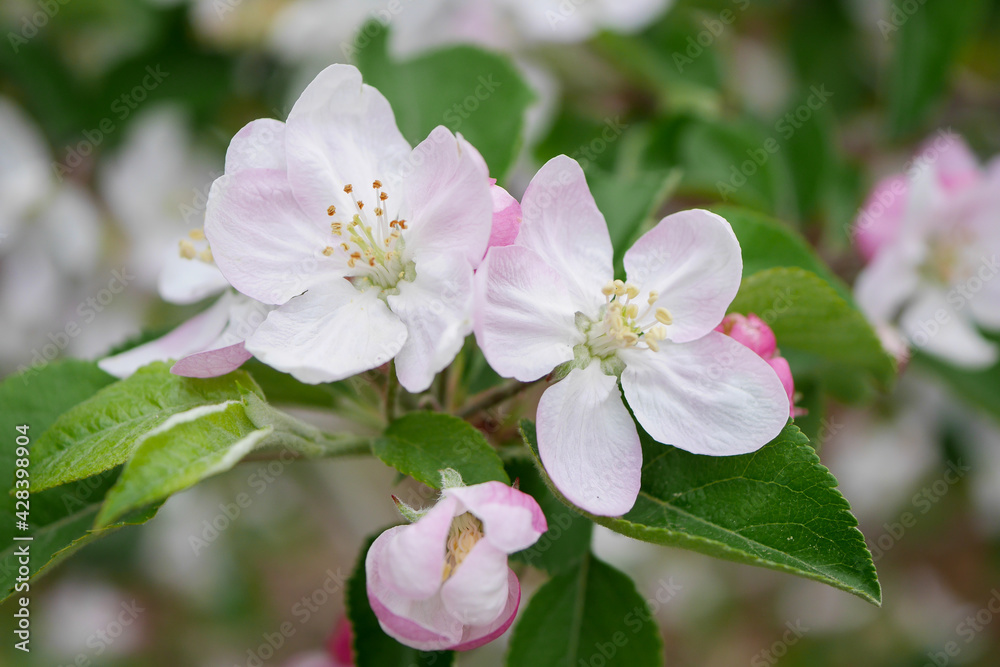 Obraz premium リンゴの花01