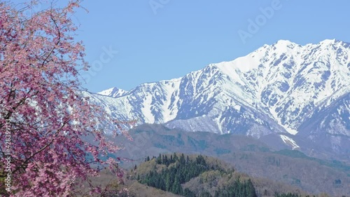 桜と残雪の北アルプが美しい小川村の春
