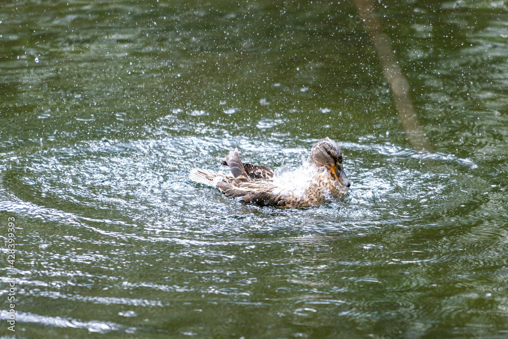 Fototapeta premium A duck romps in the water