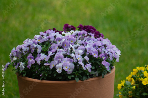 flowers in the garden