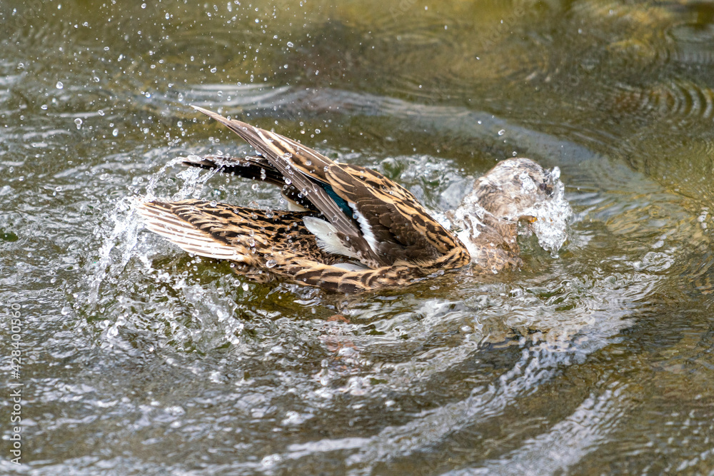 Fototapeta premium A duck romps in the water