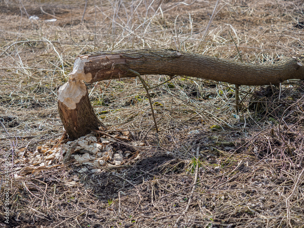 traces of the presence of beavers traces of the presence of beavers