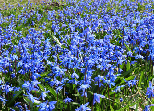 Siberian squill or wood squill blue flowers covering ground on a sunny spring day