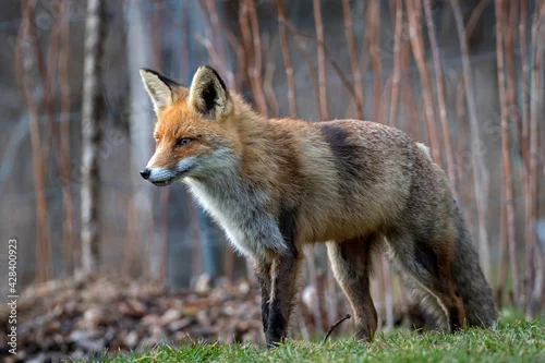 Tapety Lis w jesiennej scenerii