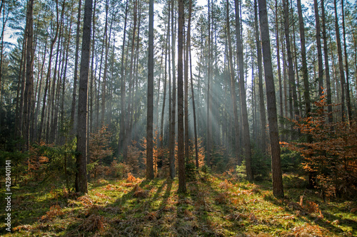 wschód słońca w lesie