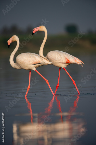 Greater flamingo in a wetland 