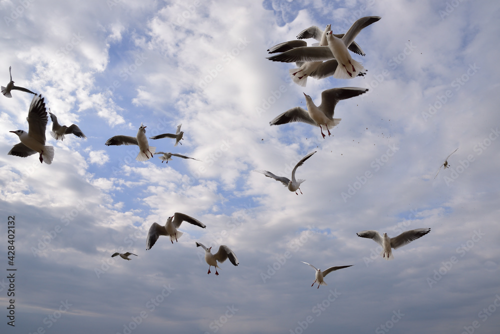 Obraz premium A lot of bread crumbs thrown up high, literally made lose natural caution in a flock of seagulls