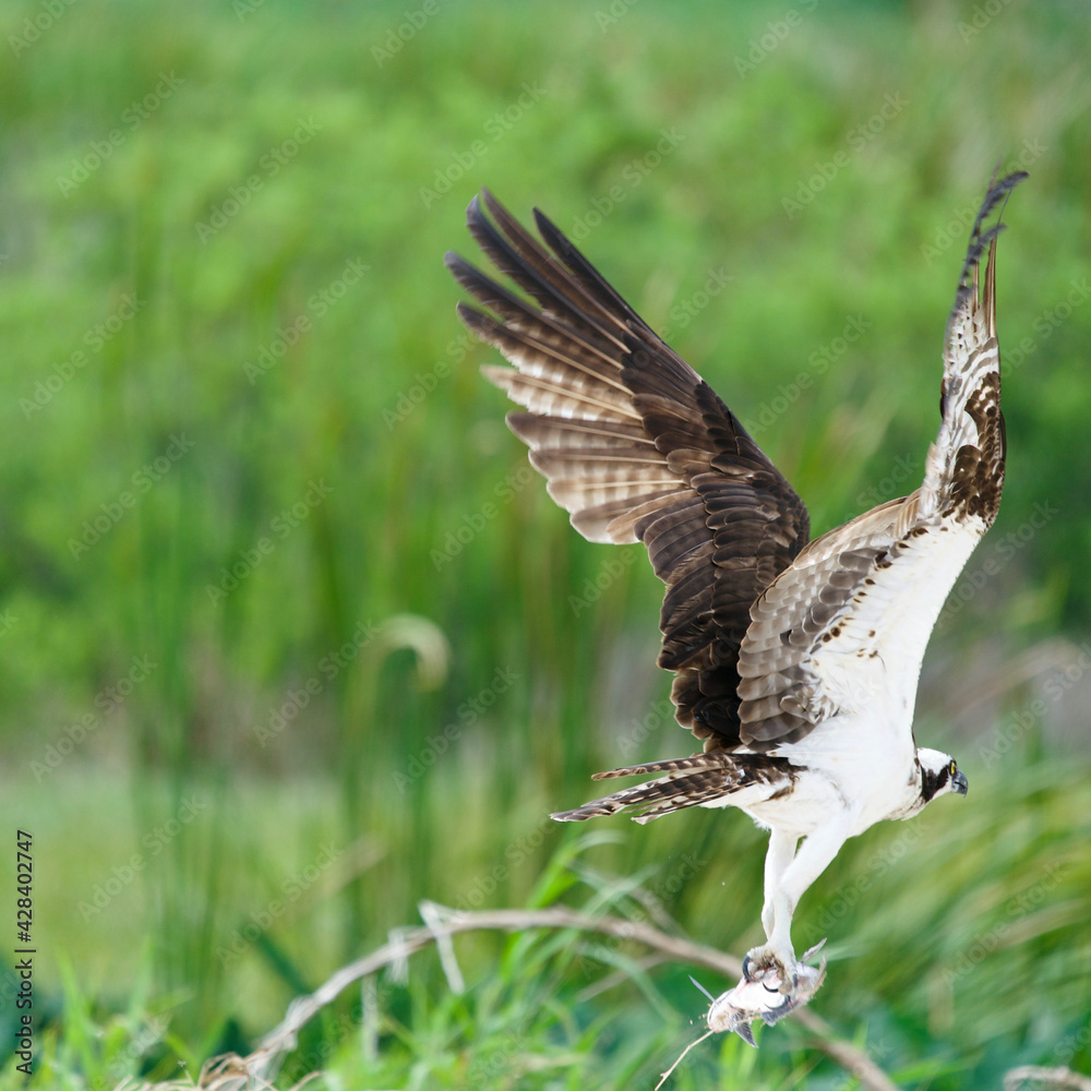 Fototapeta premium Osprey flying with its catch of the day 