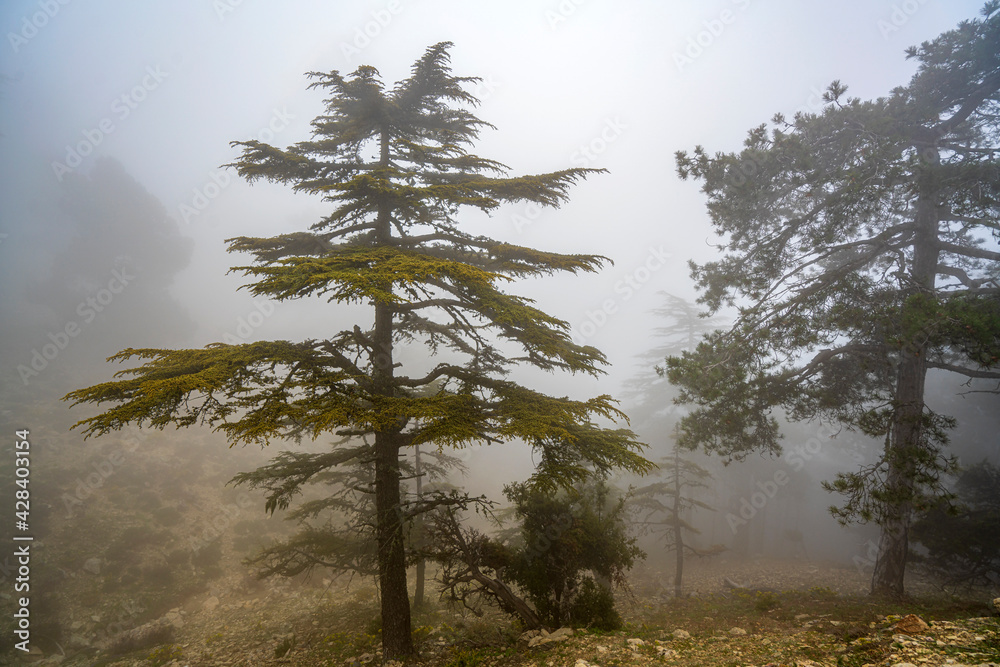 Naklejka premium scenic view of trees in the mist
