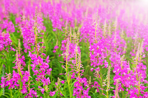 Field of blooming fireweed in the summer. Willow-herb isolated on white background. Medicinal plant