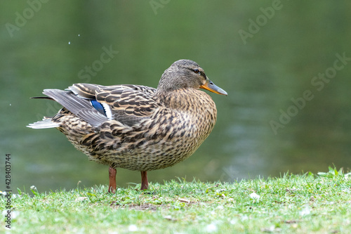 A duck romps in the meadow.