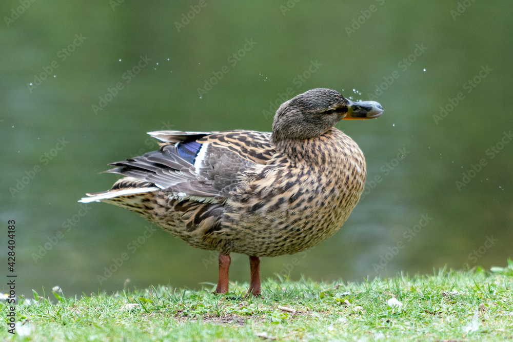 Fototapeta premium A duck romps in the meadow.