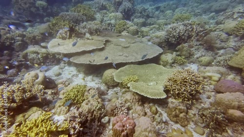 diving over a coral reef with lots of small colorful fish, diving in the colorful coral reef of Cabilao Island, Philippines, Asia photo