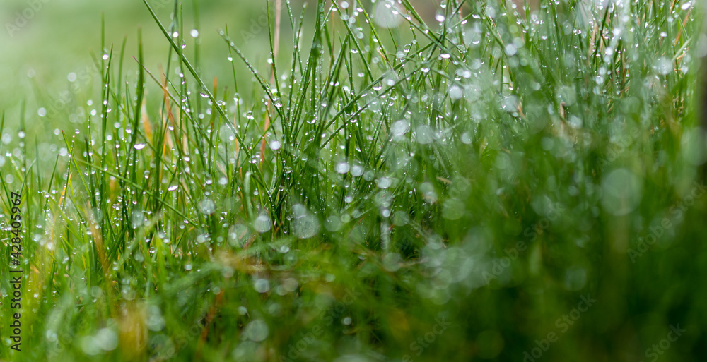 Fototapeta premium soczysta zielona trawa z kropelkami deszczu