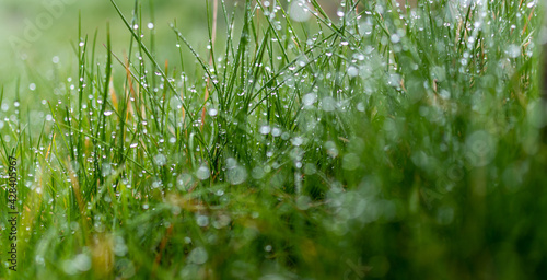 soczysta zielona trawa z kropelkami deszczu