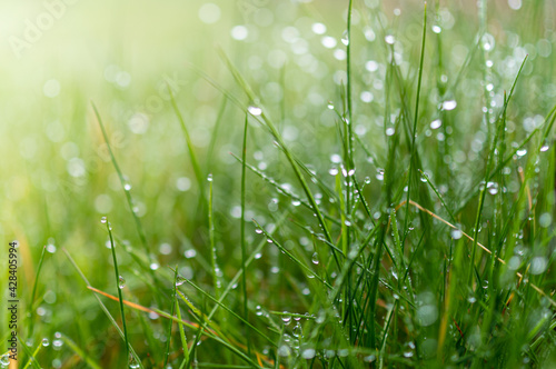 soczysta zielona trawa z kropelkami deszczu photo