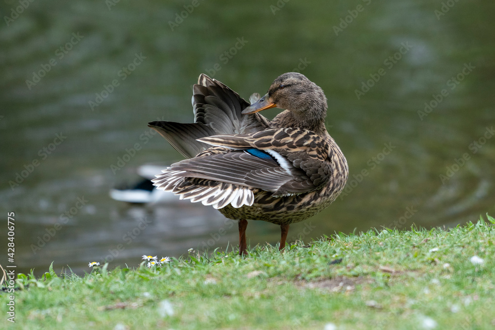 A duck romps in the meadow. A duck romps in the meadow.