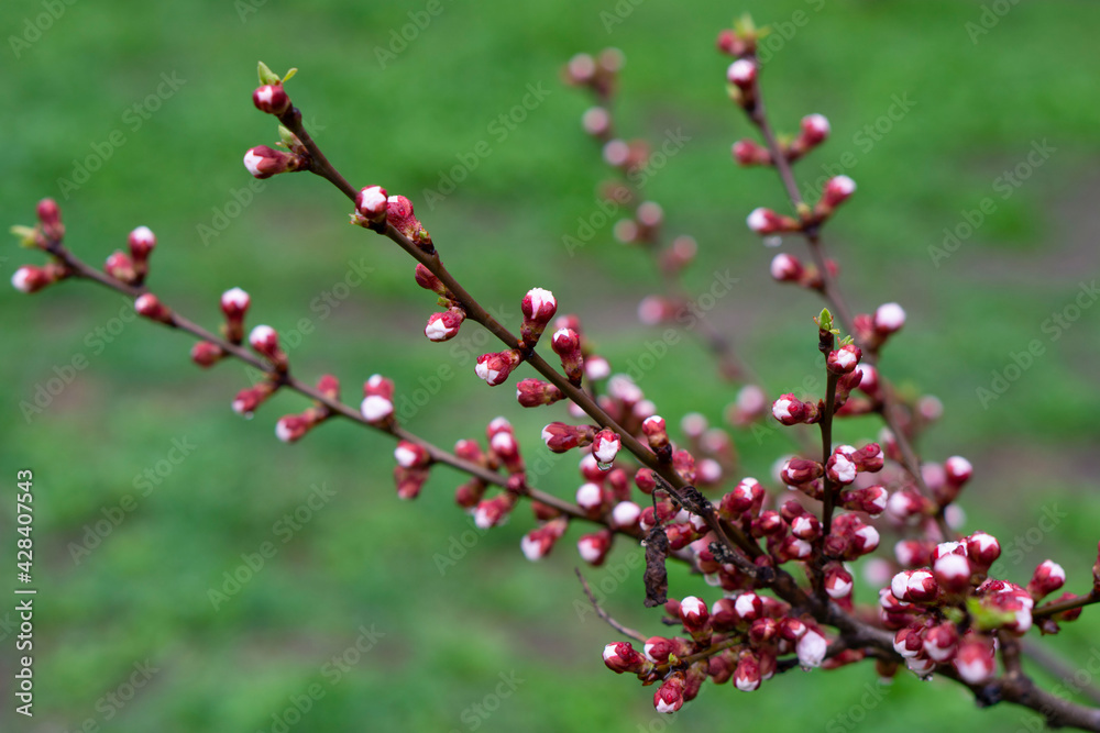 Pink cherry blossom blooming on blurred nature background. Purple flower buds. Cherry blossom branch with multiple dark pink flower buds about to bloom.