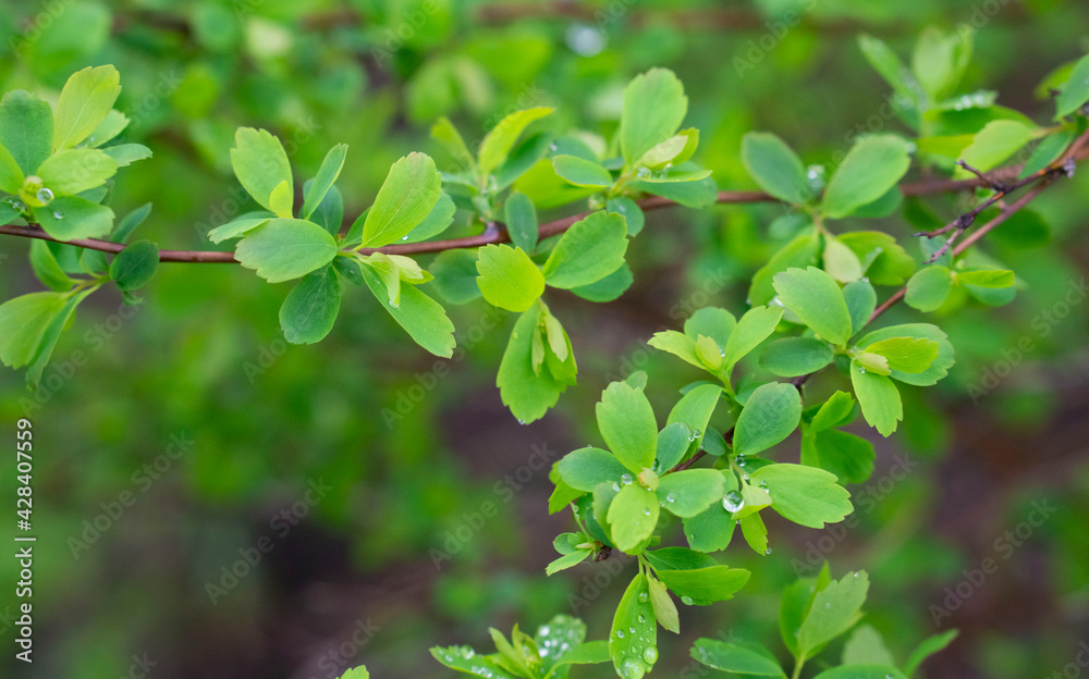 Bright green abstract background. Yong spring leaf. First green small leaves pattern with selective focus. Bright green abstract background. Yong spring leaf. First green small leaves pattern with selective focus.