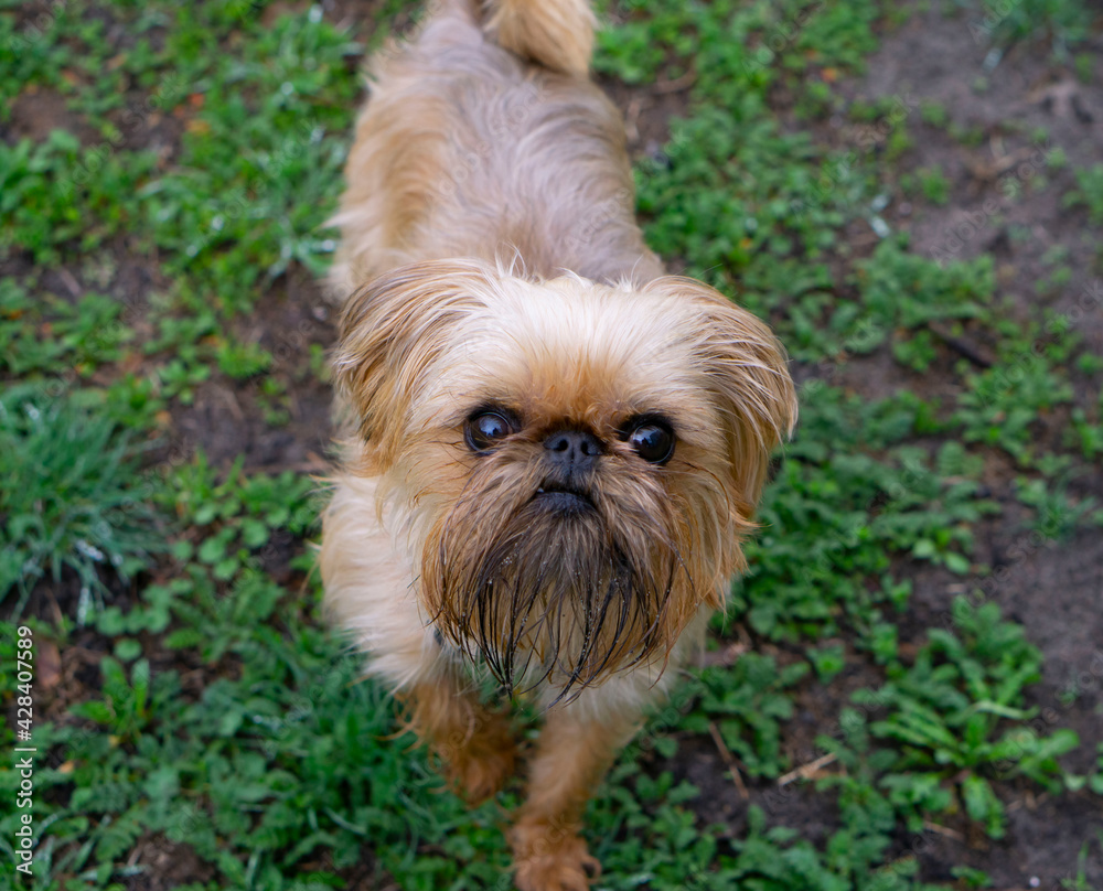 Healthy curious Brussels griffon puppy. Happy young dog at the park.	
