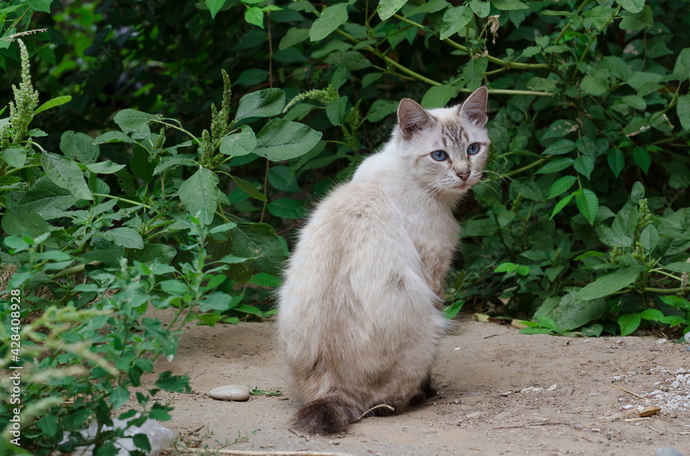 Obraz premium Cat in the garden