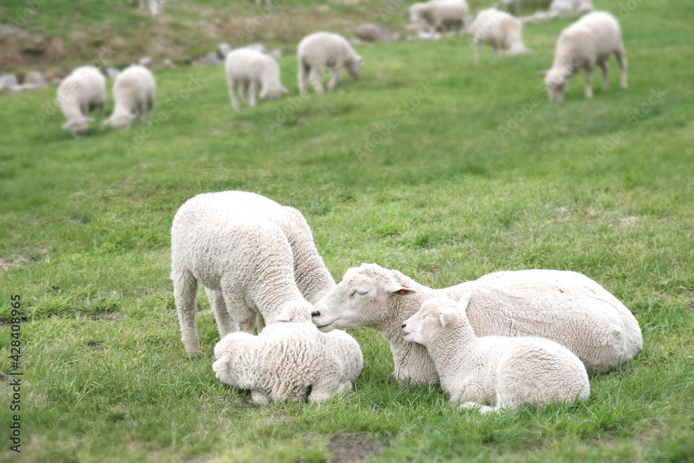 Sheep families playing in green fields. Sheep families playing in green fields.