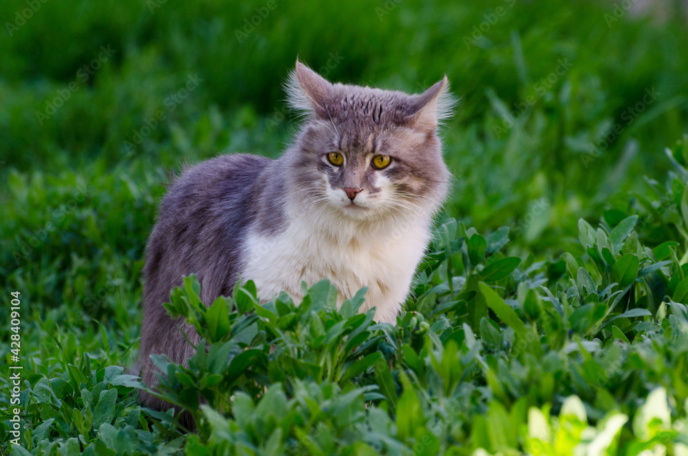 Cat on grass