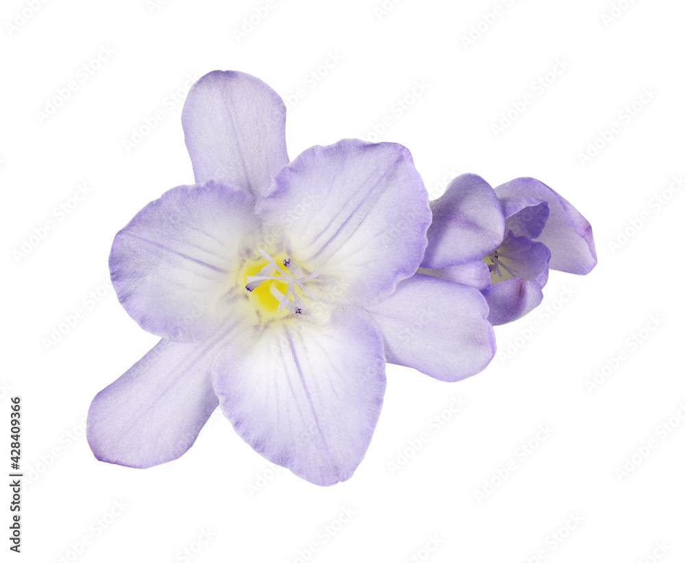 Purple freesia flower and buds isolated on white