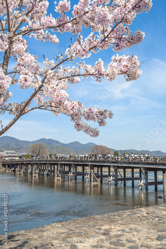 春の渡月橋と桂川 © Faula Photo Works